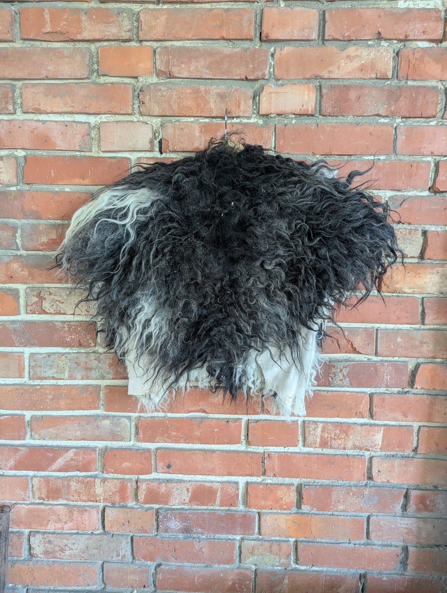 Viking Shoulder Fur Black White XL – Real Scandinavian Sheepskin – Wikinger Schulterfell – Einzelstück 733