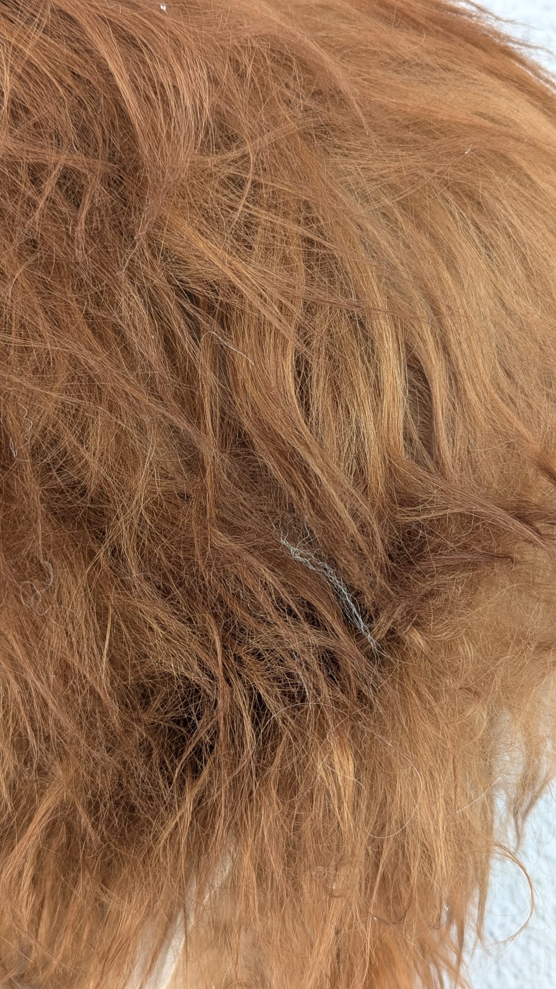 Viking Shoulder Fur, Real Sheepskin Shoulder Cape – Wikinger Schulterfell – One of a Kind – Art Nr 862