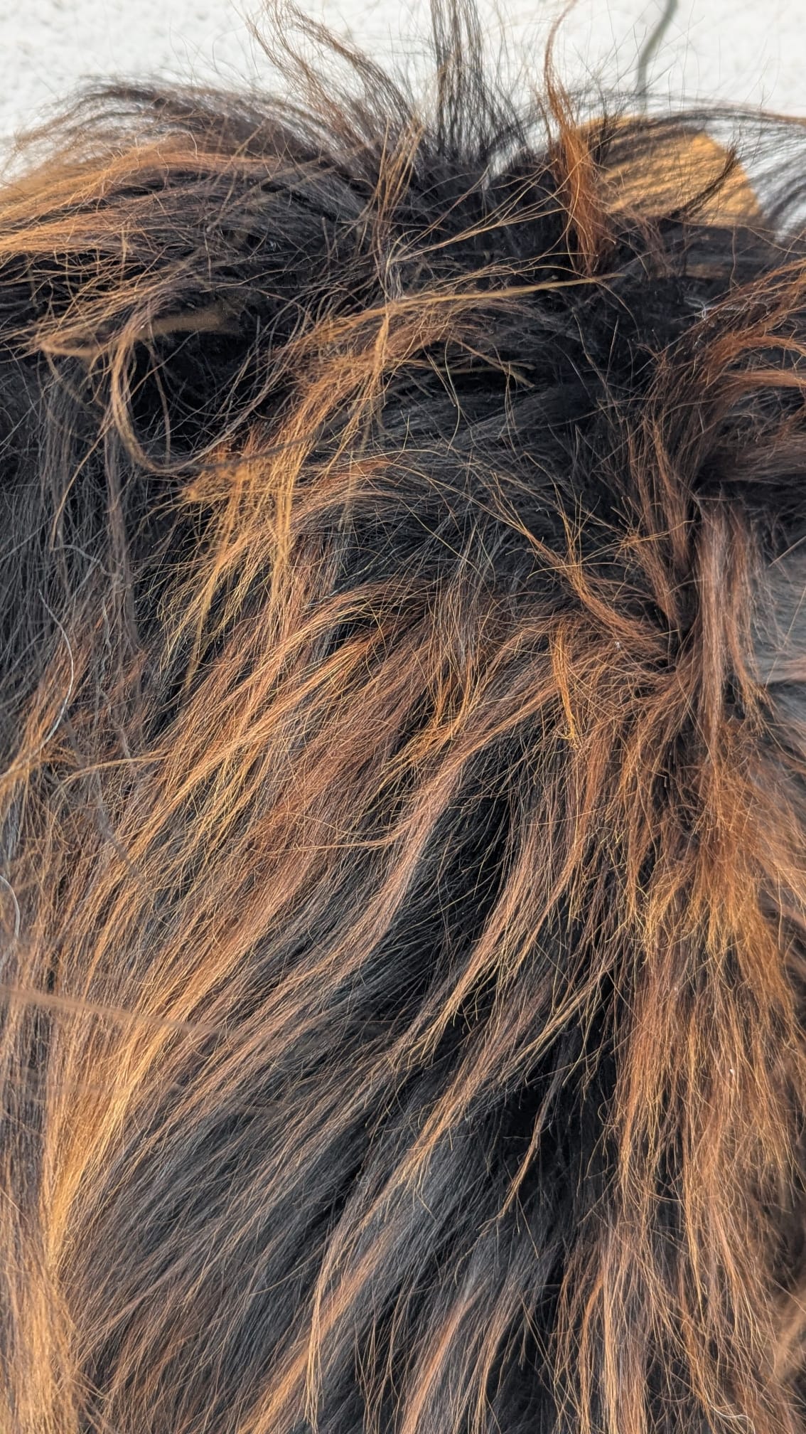 Viking Shoulder Fur, Real Sheepskin Shoulder Cape – Wikinger Schulterfell – One of a Kind – Art Nr 865