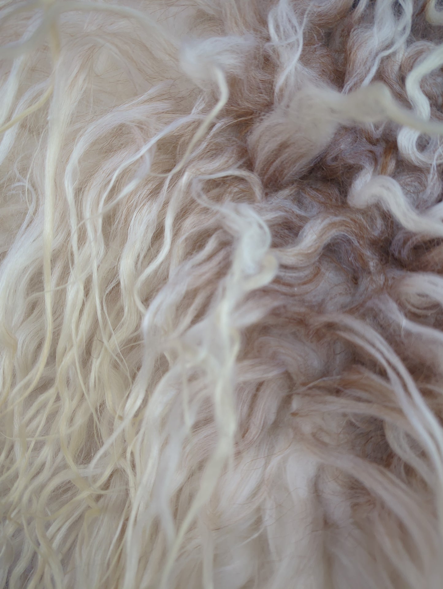 Fellumhang Islandschaf gelockt FU 520